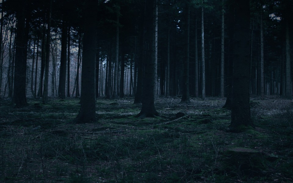 dark-woodland-large-1194632485.jpg