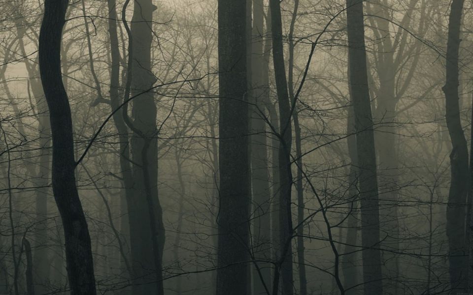 Download Dark Woodland Tree View wallpaper