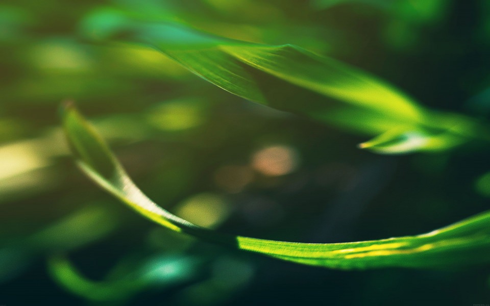 Download Deep Green Leaf Photography wallpaper