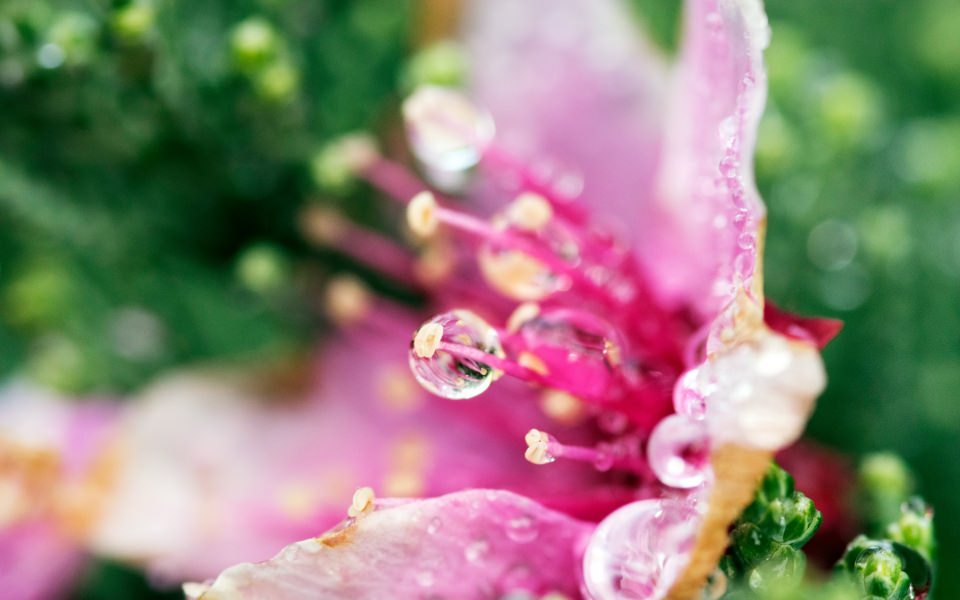 Download Dew Droplets On Flower wallpaper