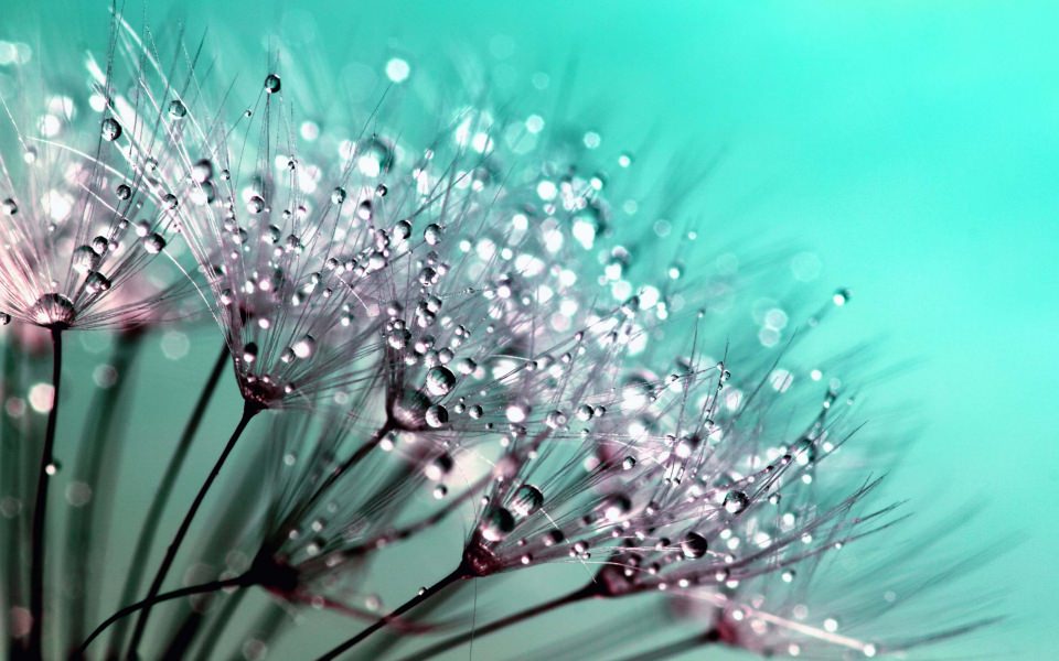 Download Dew Drops On Dandelions wallpaper