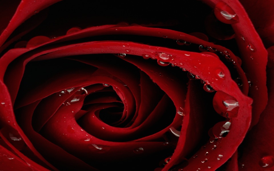 Download Droplets On Red Rose wallpaper