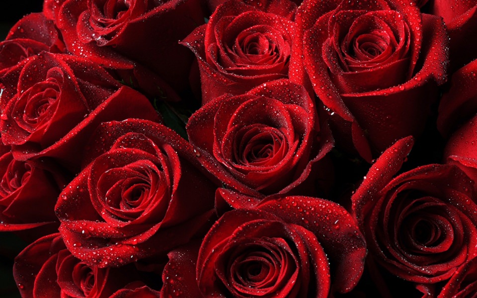 Download Droplets On Red Roses wallpaper