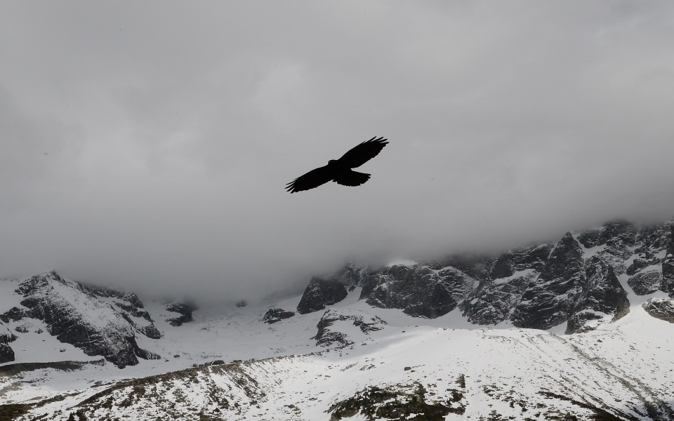 Download Eagle Flying Over Mountain wallpaper