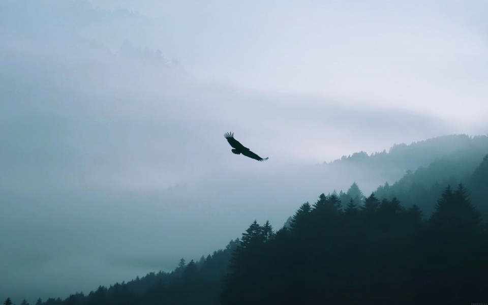 Download Eagle Flying Over Woodland Mountain wallpaper