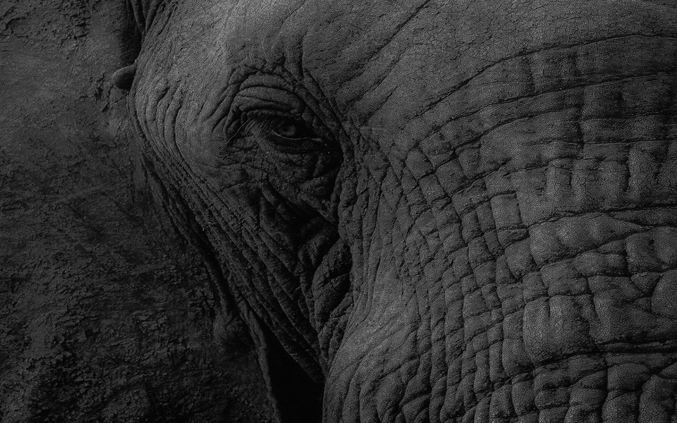 Download Elephant Eye wallpaper