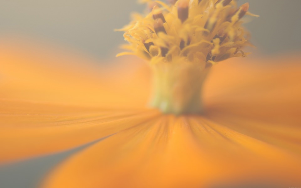 Download Extreme Close-up Bokeh Yellow Flower wallpaper