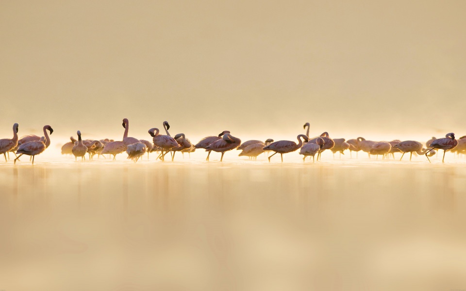 Download Flock Of Flamingos wallpaper