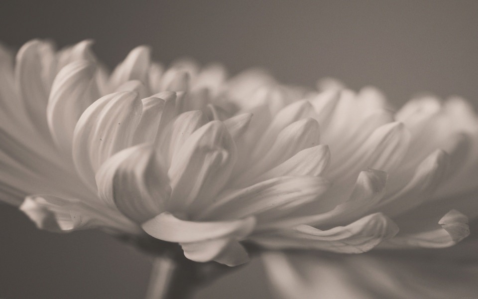 Download Close Up of a White Flower wallpaper