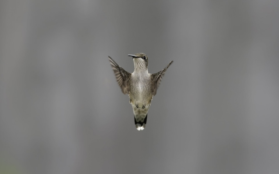 Download Flying Hummingbird wallpaper