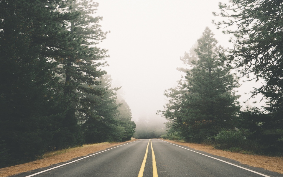 Download Foggy Day Road Trees wallpaper