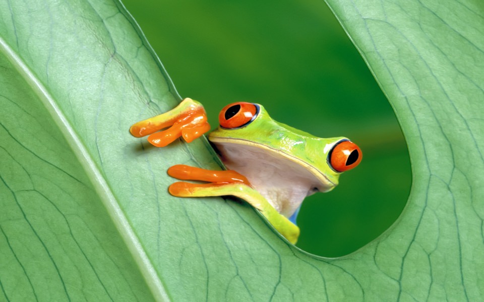Download Frog with Big Orange Eyes on Leaf wallpaper