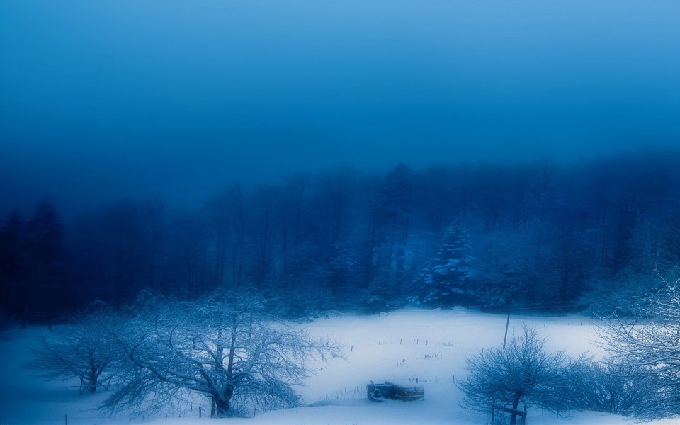 Download Frozen Blue Snowy Woods wallpaper