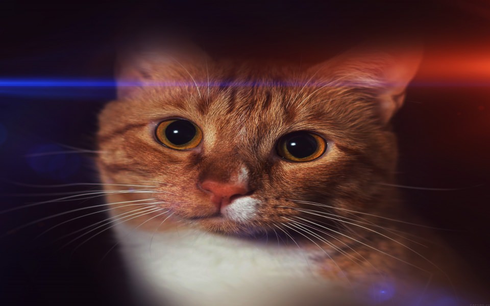 Download Ginger Cat Big Eyes wallpaper