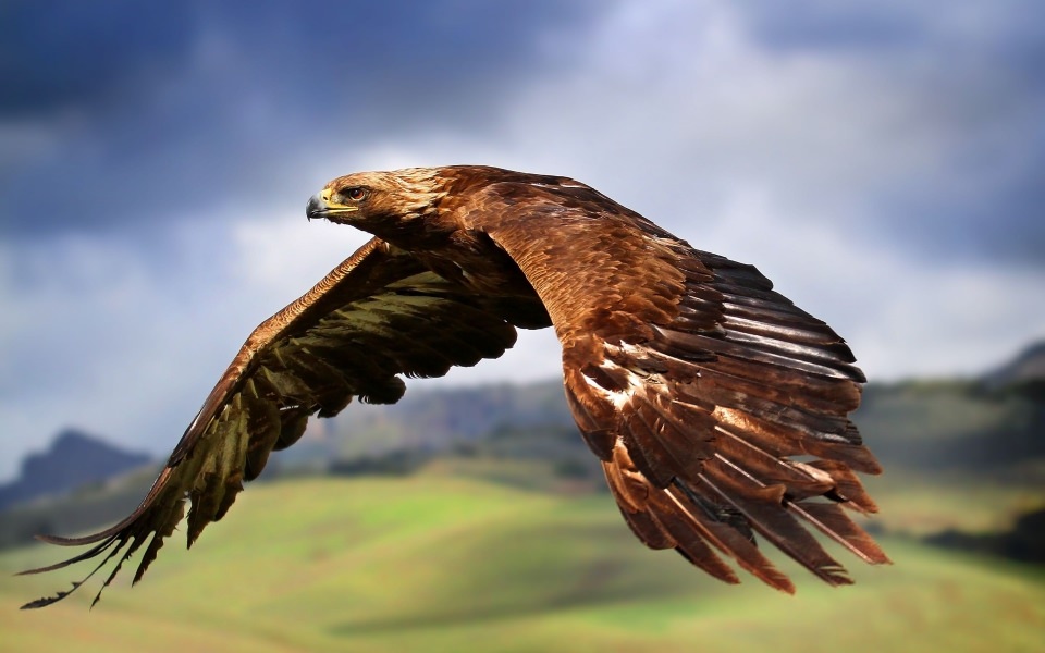Download Golden Eagle Flying wallpaper