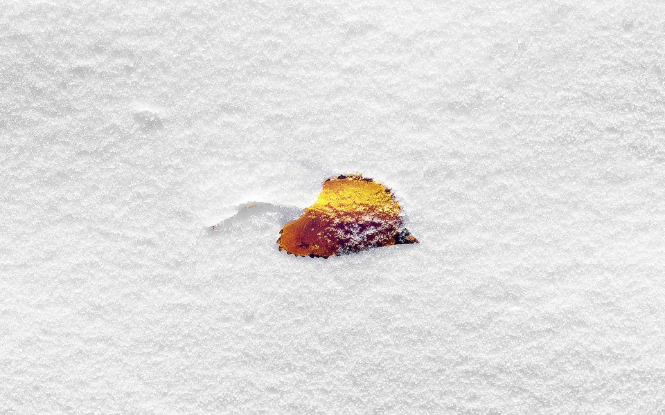 Download Golden Leaf In Snow wallpaper