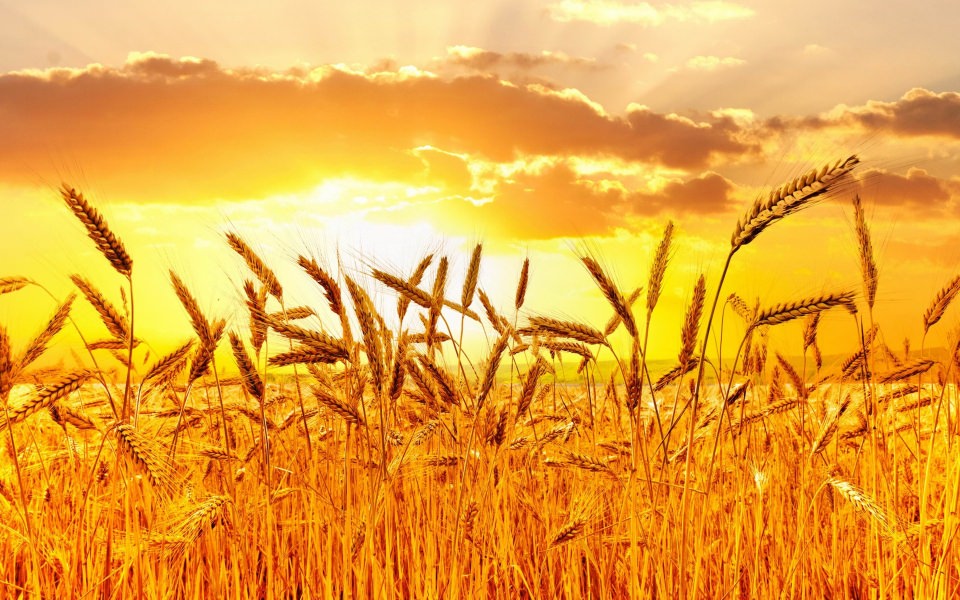 Download Golden Wheat Field Wallpaper