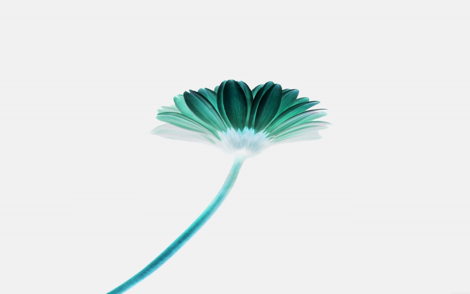 Download Green Daisy Flower wallpaper