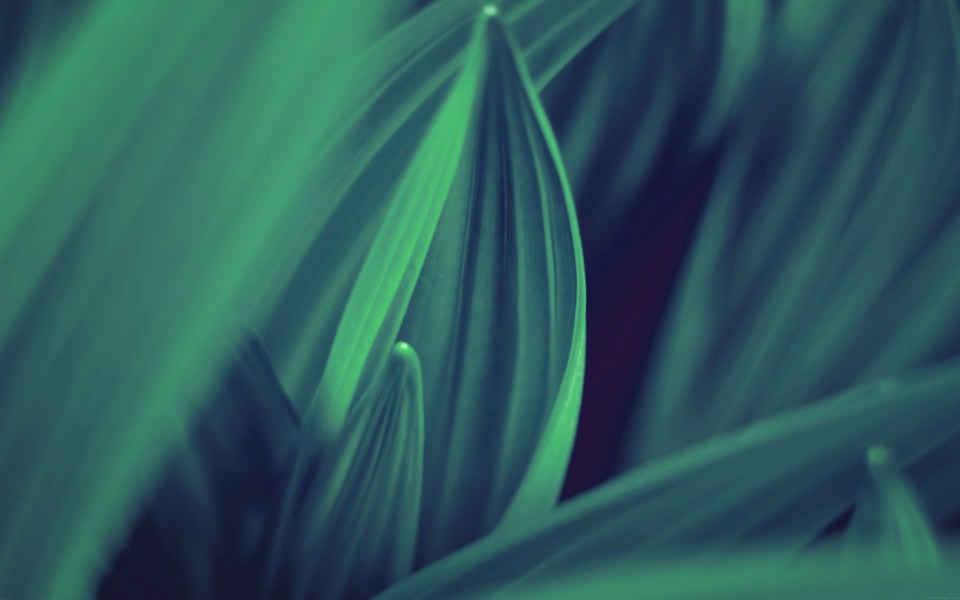 Download Green Leaf CloseUp wallpaper