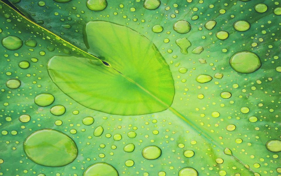 Download Green Leaf With Water Droplets wallpaper