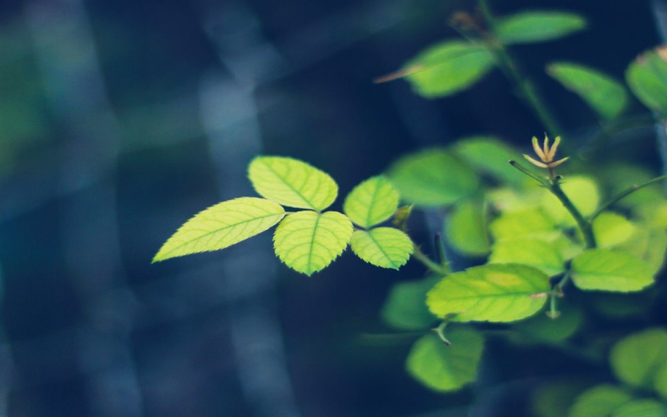 Download Green Leafy Plant wallpaper