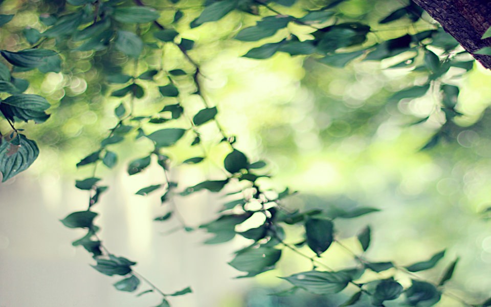Download Green Leaves Morning Calm wallpaper