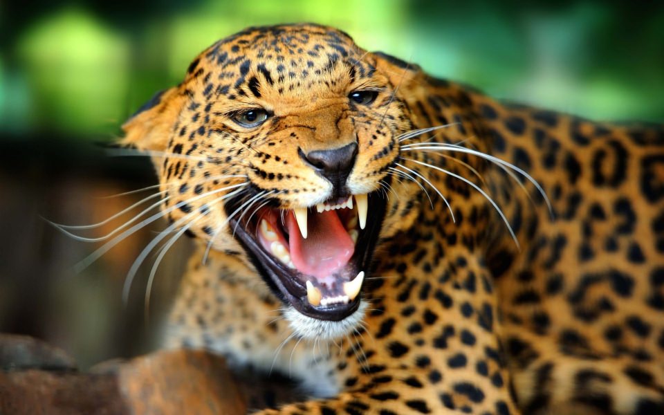 Download Growling Leopard wallpaper