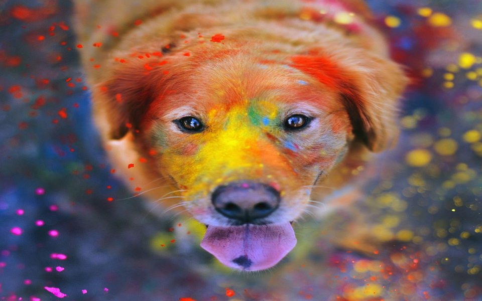 Download Happy Dog Covered In Paint wallpaper