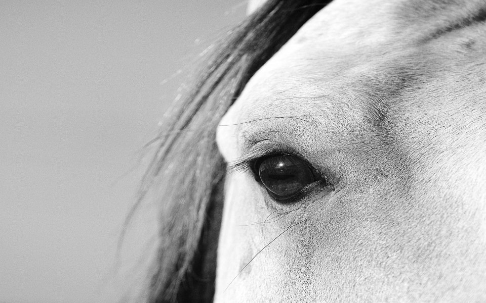 Download Horse Portrait Eye wallpaper