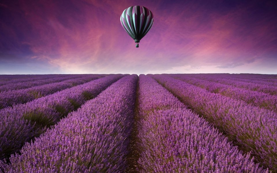 Download Hot Air Balloon Over Lavender wallpaper
