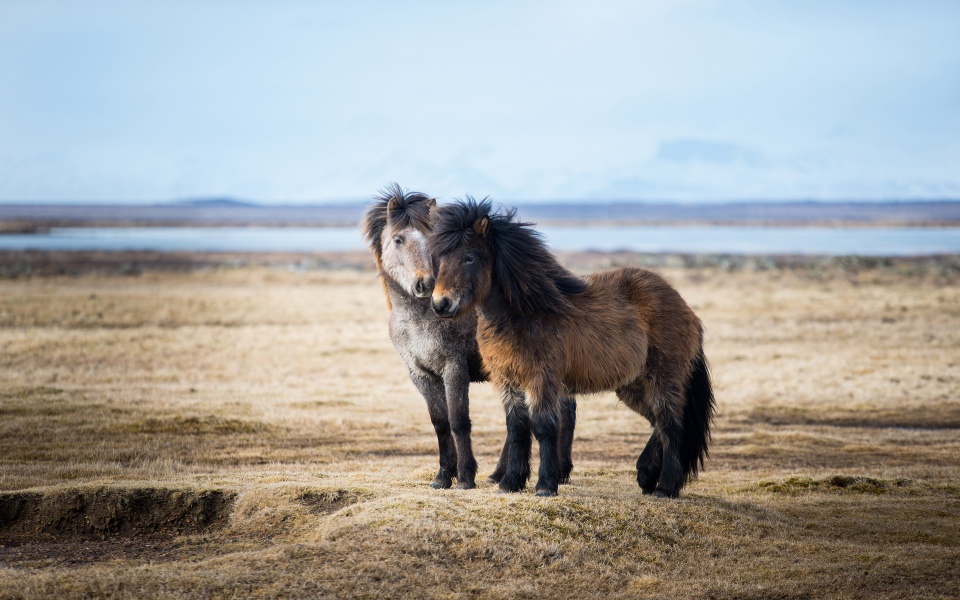 Download Icelandic Shetland Ponies wallpaper