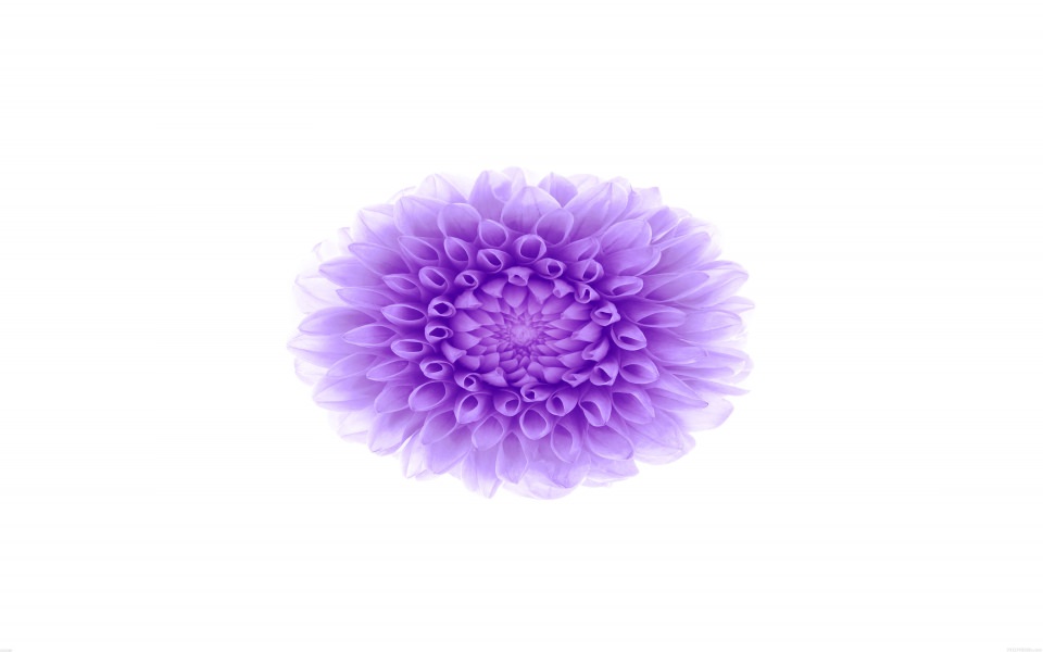Download iOS8 Purple Flower wallpaper