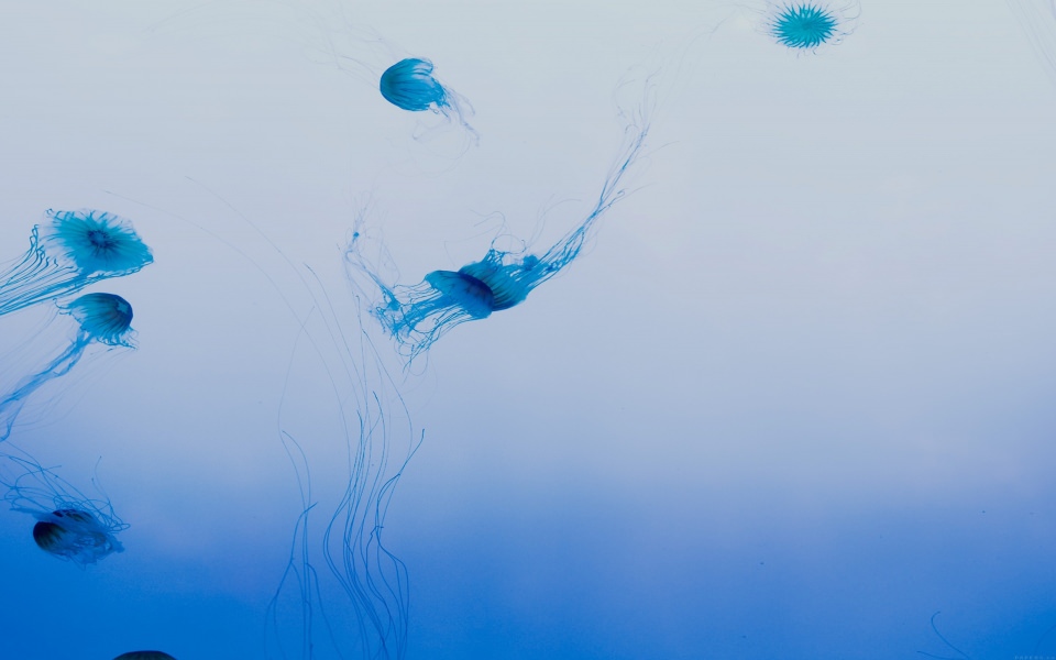 Download Jelly Fish wallpaper