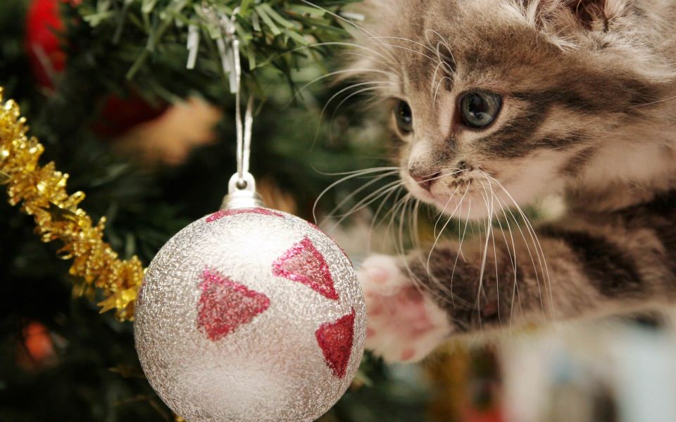 Download Kitten Playing With Decoration wallpaper