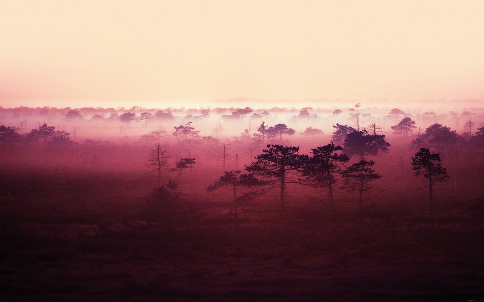 Download Landscape Forest In The Mist wallpaper