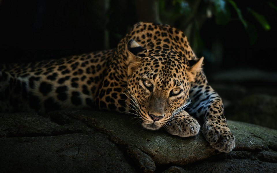 Download Leopard Laying On Tree wallpaper