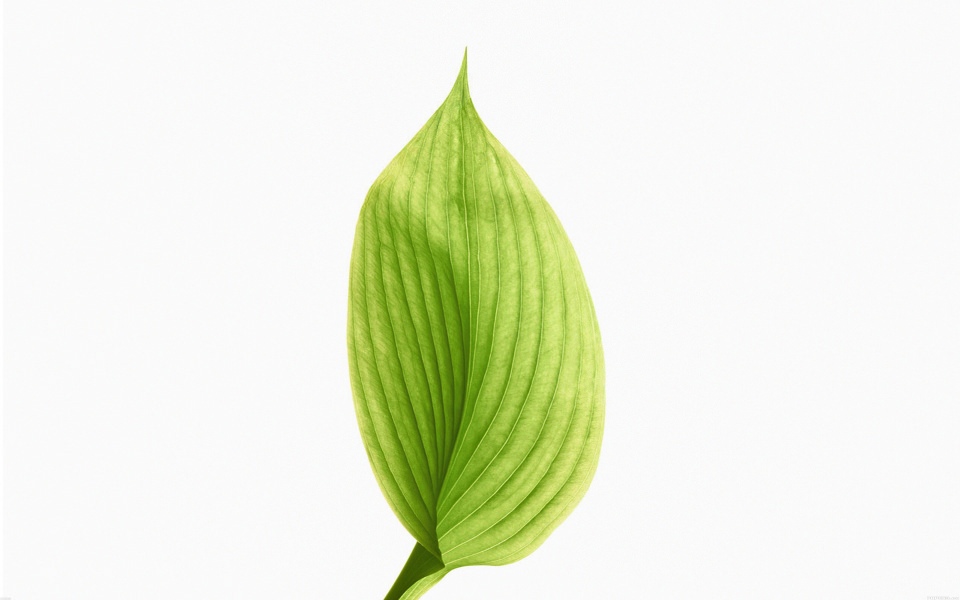 Download Light Green Leaf wallpaper