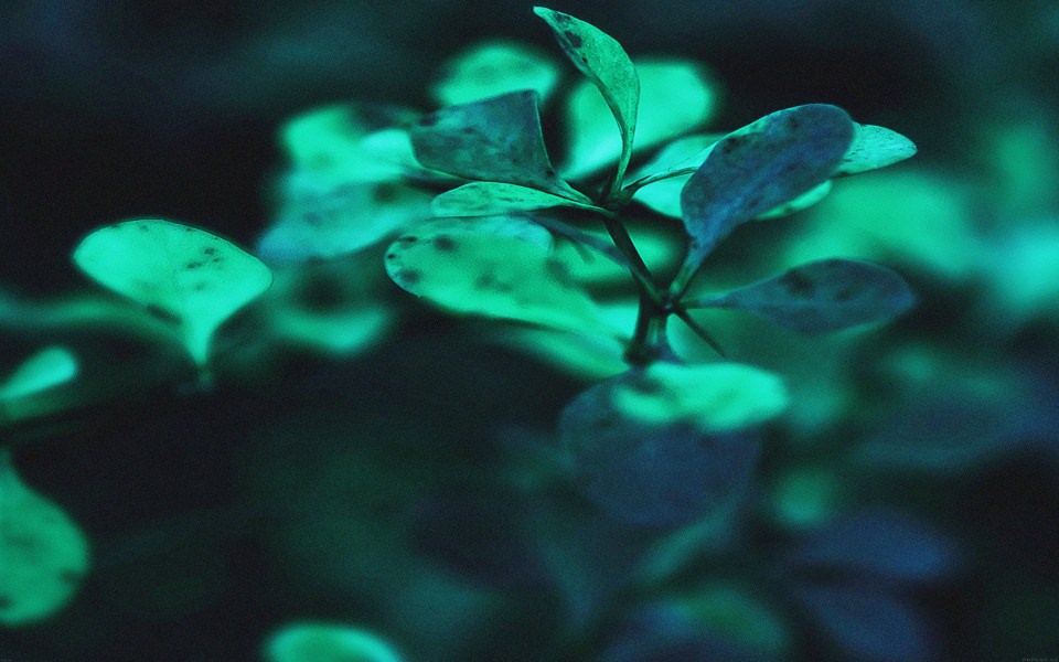 Download Light Green Leafy Plant wallpaper