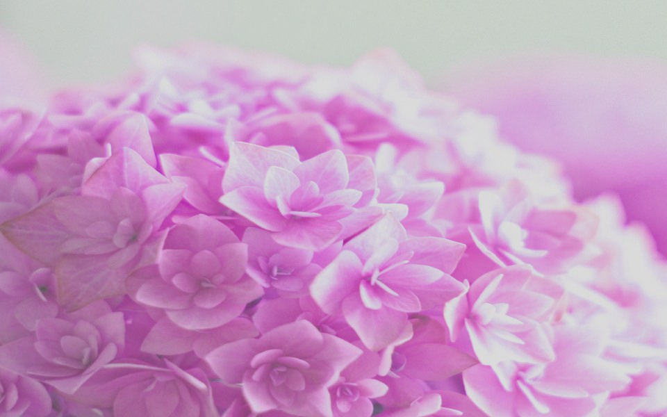 Download Light Purple Flowers wallpaper