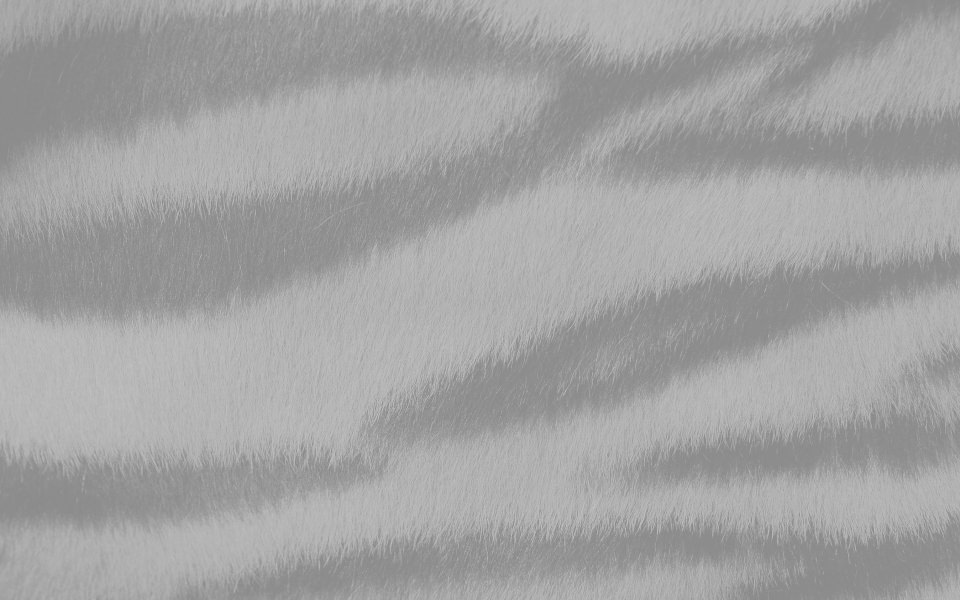 Download Light Zebra Fur wallpaper