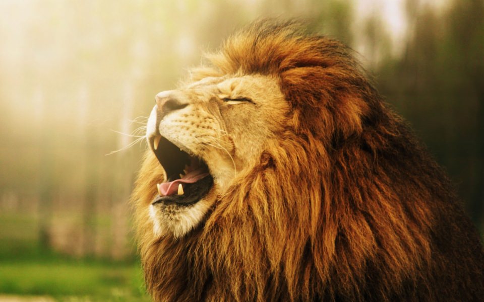 Download Lion Yawn wallpaper