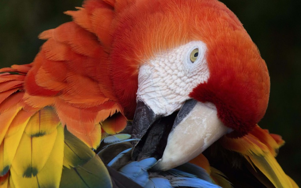 Download Macaw Parrot wallpaper