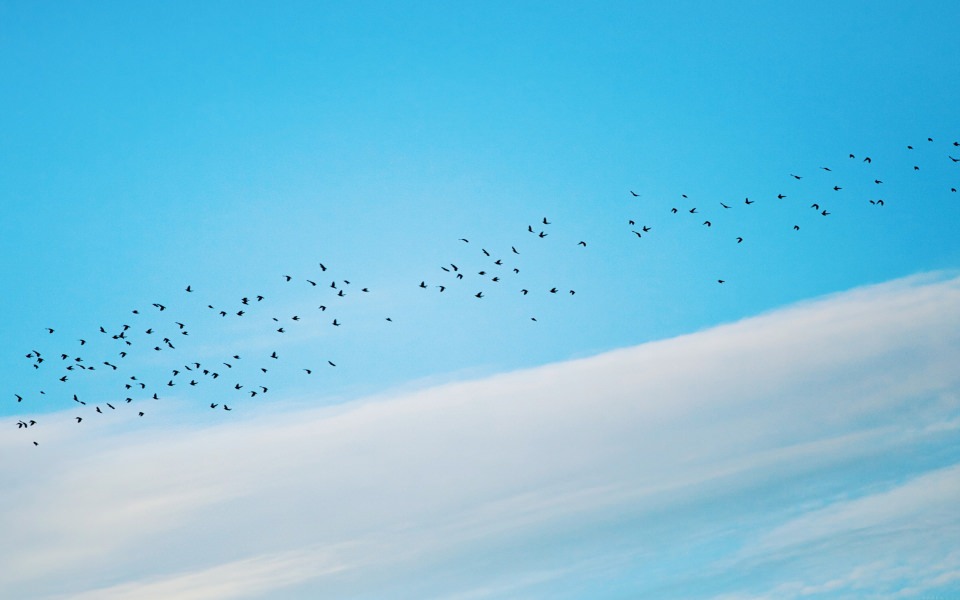 Download Minimal Birds Flying Blue Sky wallpaper