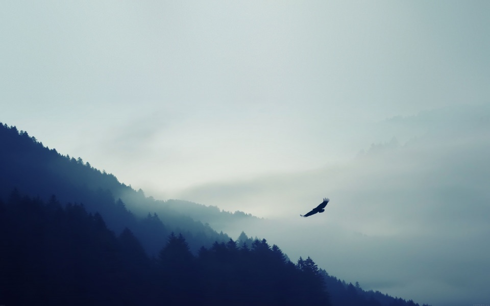 Download Misty Mountain With Bird Of Prey wallpaper