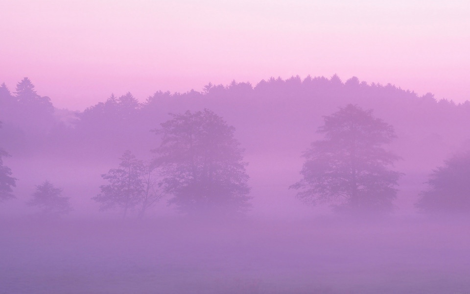 Download Misty Pink Forest wallpaper
