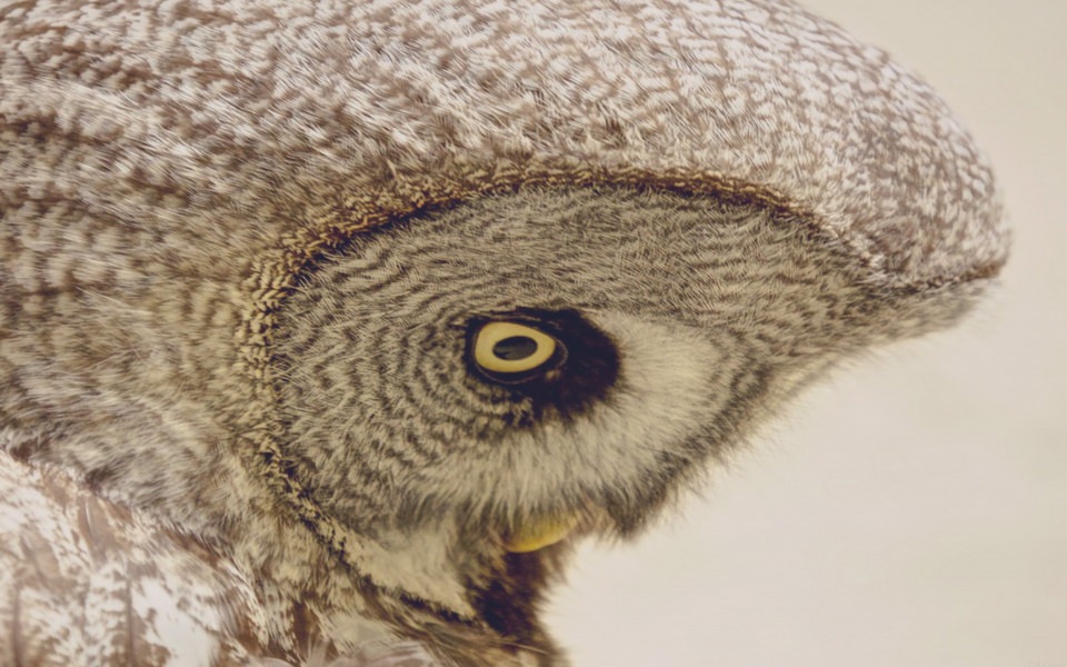 Download Owl Eyes Close-Up wallpaper