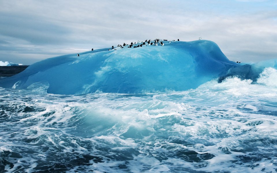 Download Penguins On Iceberg wallpaper