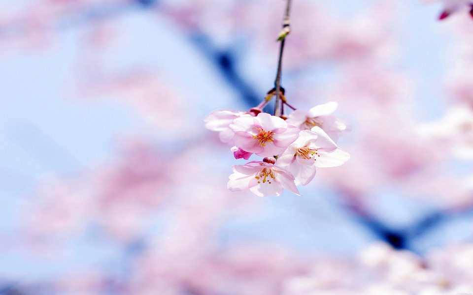 Download Pink Blossom Flowers wallpaper