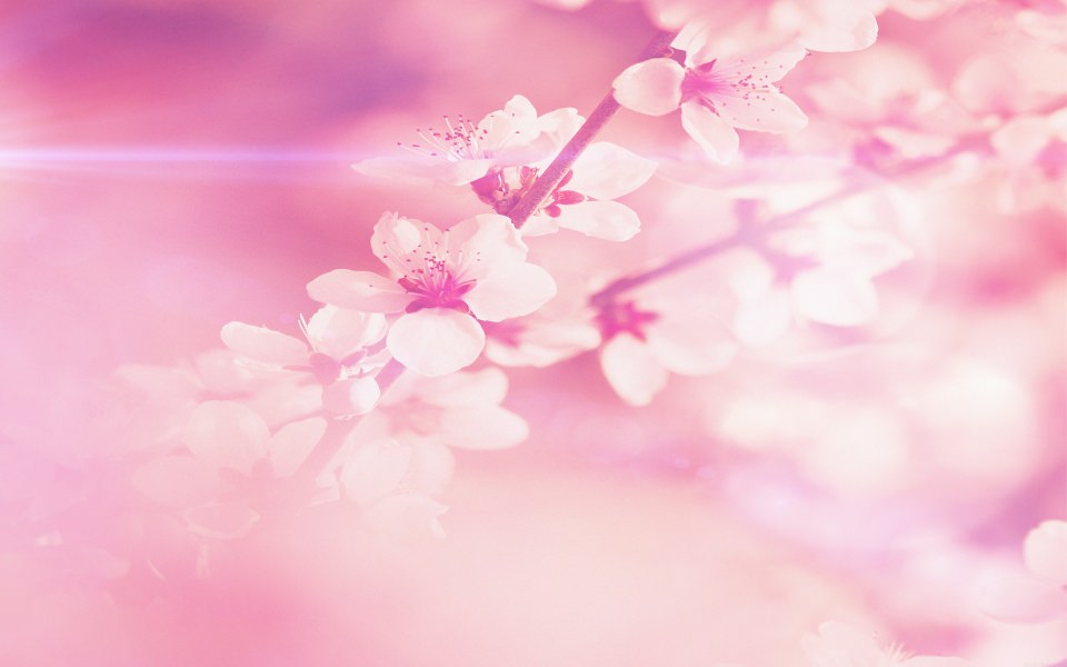 Download Pink Cherry Blossom Flowers wallpaper