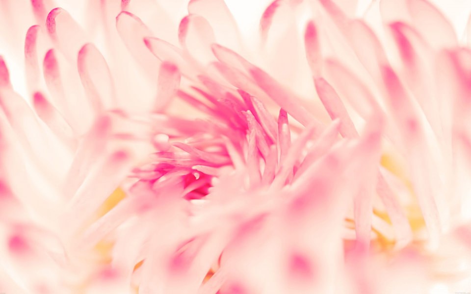 Download Pink Flower Petals wallpaper